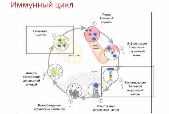 Схема противоопухолевого иммунитета включающая факторы врожденного и адаптивного иммунитета