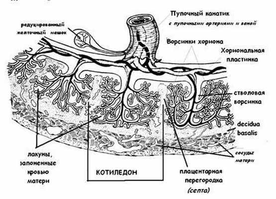 Матка сосуды плода плацента сосуды матери амнион рисунок