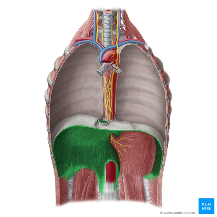 Диафрагма фото анатомия