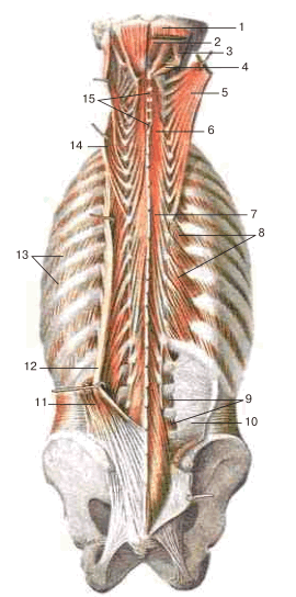 Глубокие мышцы спины анатомия рисунок
