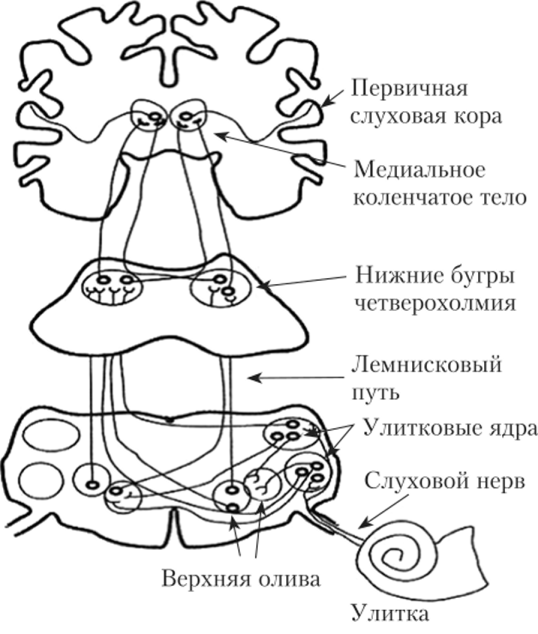 Путь слухового анализатора схема