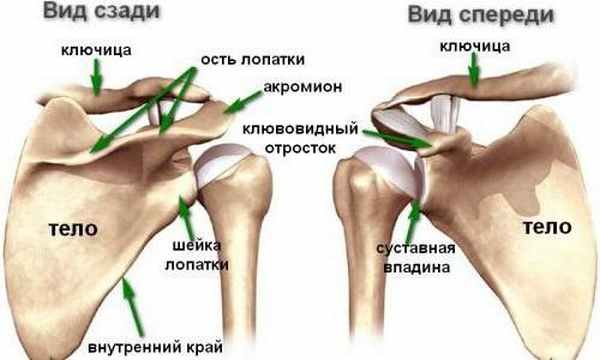 Клювовидно плечевая мышцы плечевой сустава