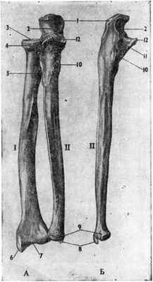Кости предплечья. А — правые лучевая (I) и локтевая (II) кости в положение супинации Б-, (II) — правая локтевая кость снаружи