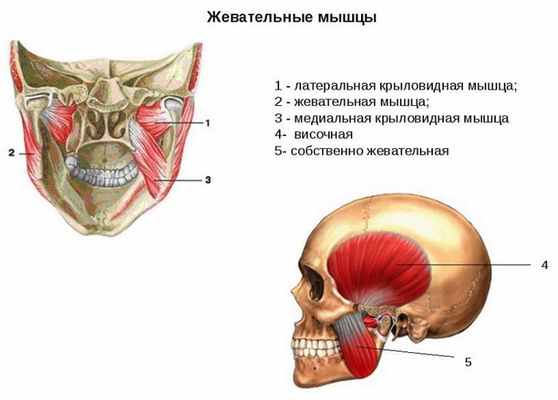 Анатомия мышц лица и шеи: фото с описанием и схемами Фото-5