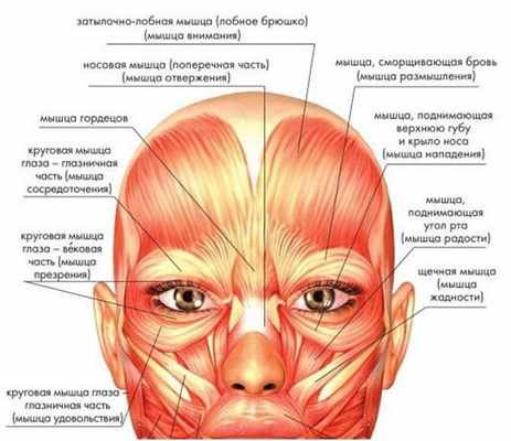 Анатомия мышц лица и шеи: фото с описанием и схемами Фото-6