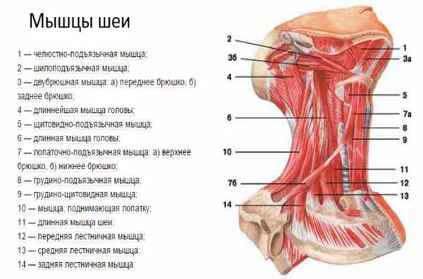 Анатомия мышц лица и шеи: фото с описанием и схемами Фото-9