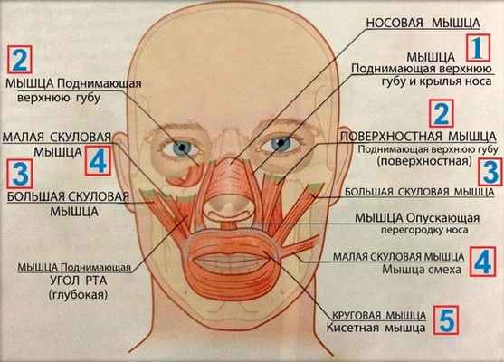 Анатомия мышц лица и шеи: фото с описанием и схемами Фото-8