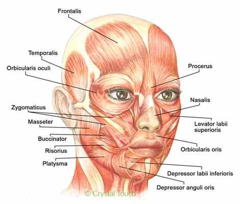 Мышцы лица