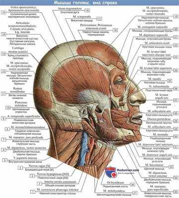Анатомия: Мышцы головы, вид справа