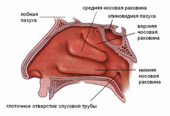 Схема носовой полости человека