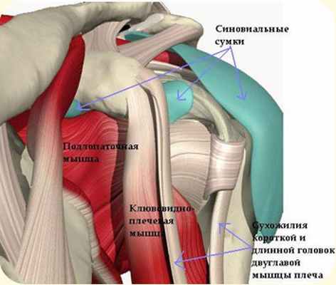 Длинная головка двуглавой мышцы плеча анатомия