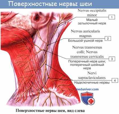 Невринома слухового нерва (шваннома)