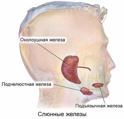 Расположение больших слюнных желёз человека