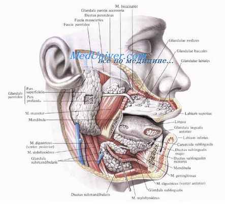 Анатомия слюнных желез