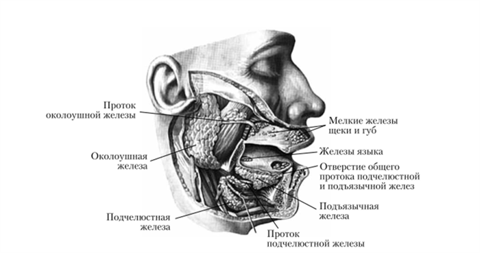 Слюнные железы