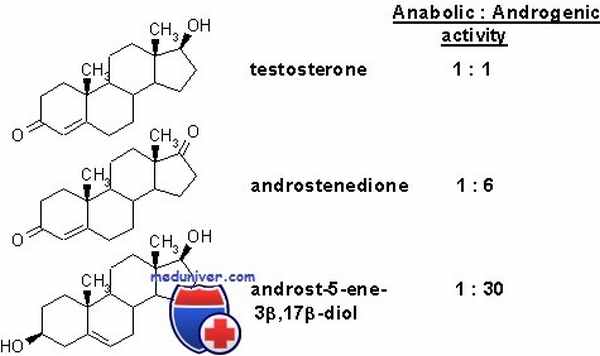 Схема образования андрогенов