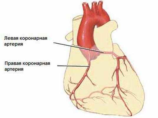 Сосуды коронарного круга. Коронарное шунтирование. Маммарокоронарное шунтирование схема.