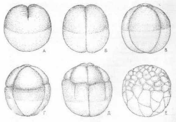 Борозды дробления. Стадии дробления зиготы лягушки. Дробление зиготы амфибий. Дробление яйца зиготы лягушки. Дробление яйцеклетки лягушки.