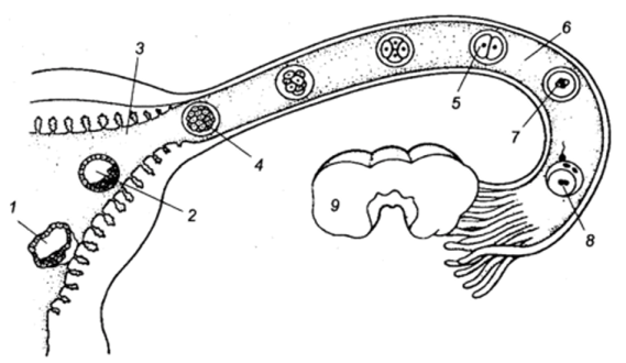 Схема оплодотворения дробления и имплантации у человека