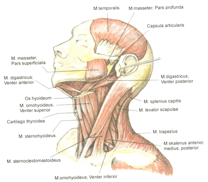 M masseter. Жевательные мышцы нижней челюсти. Анатомия жевательных мышц нижней челюсти. Мышцы челюсти анатомия нижней челюсти. Жевательная мышца (m. Masseter).