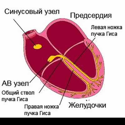 Сердце синусовый. Синусовый узел. Проводящая система сердца. Проводящая система сердца анимация. Проводящая система сердца гиф.