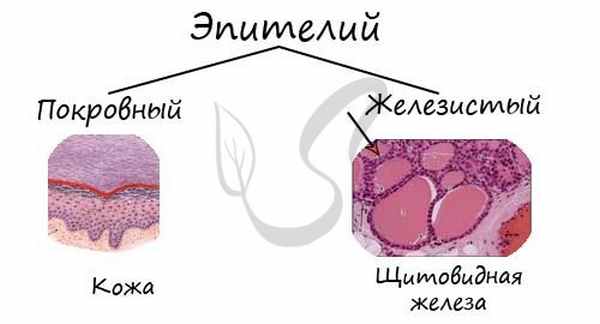 Железистый эпителий рисунок