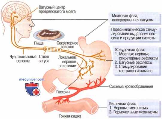 Какая нервная система угнетает секрецию пищеварительных соков. Фазы желудочной секреции. Фазы желудочной секреции физиология. Регуляция желудочной секреции. Фазы желудочного сокоотделения.