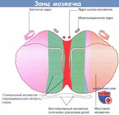 Зоны мозжечка