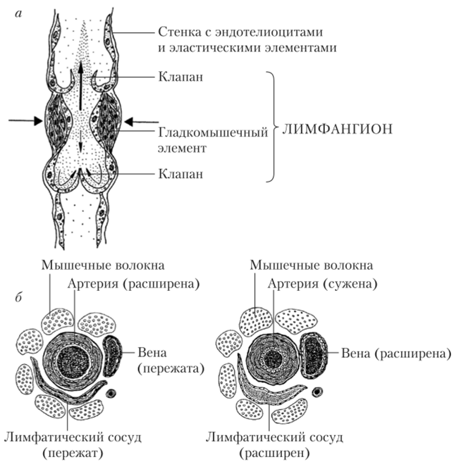 Схема строения лимфатического сосуда