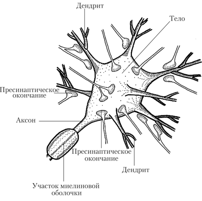 Химический синапс — Википедия