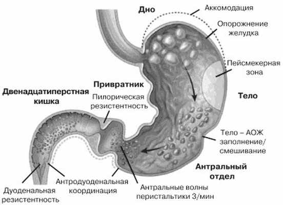 Сосудистый рисунок смазан в желудке