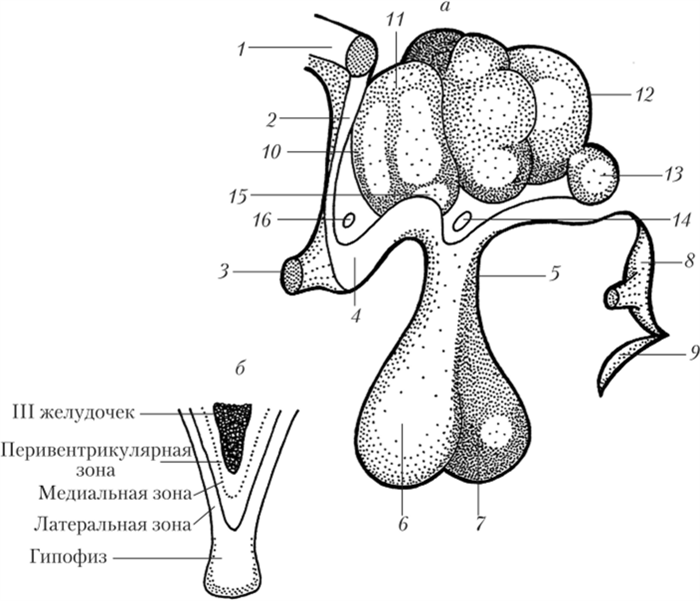 Гипоталамус гипофиз строение. Гипоталамус строение рисунок. Гипофиз строение. Ядра гипоталамуса анатомия. Латеральный отдел гипоталамуса.