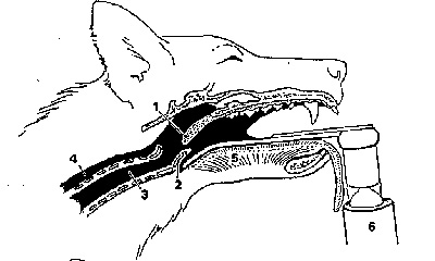 использование ларингоскопа для собаки