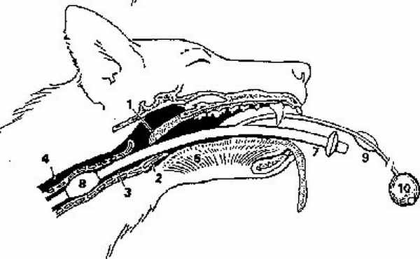 Интубация трахеи у животных