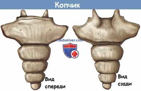 Как выглядит копчик здорового человека фото