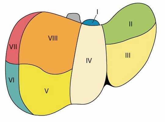 Печень по куино. Сегментарное строение печени. Сегментарное строение печени по куино. Печень сегмент s1. Сегменты печени топографическая анатомия.
