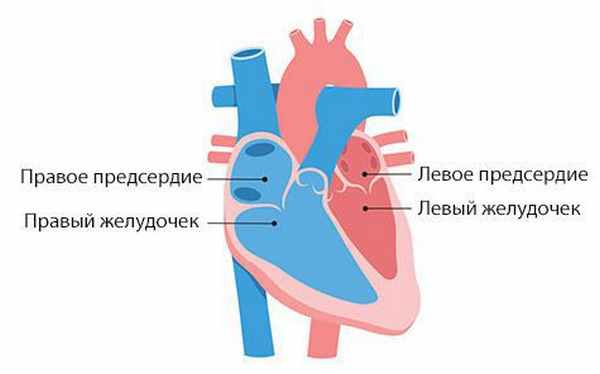 Две камеры сердца. Камеры сердца. Назовите камеры сердца. Характеристика камер сердца. 4 Камеры сердца.