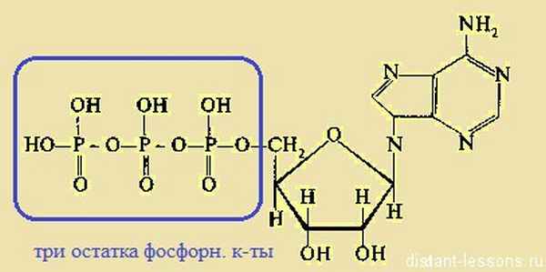 Остаток фосфорной кислоты атф. АТФ молекулярное строение. Схема строения АТФ. АДФ h3po4 АТФ. Строение молекулы фосфора.