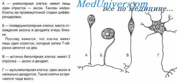 Клетки имеют отростки могут иметь. Центральные отростки псевдоуниполярных. Центральные отростки нейрона это. Псевдоуниполярные клетки. Центральный отросток нервной клетки.