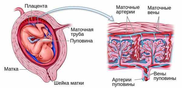 Матка сосуды плода плацента сосуды матери амнион рисунок