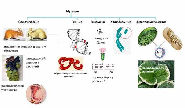 виды мутаций