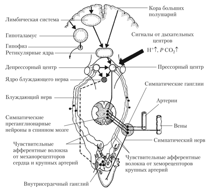 Центральная регуляция кровообращения. Схема рефлекторной регуляции деятельности сердца. Схема регуляции сердечной деятельности. Общая схема сердечно сосудистой системы физиология. Регуляция сердечной деятельности физиология схема.