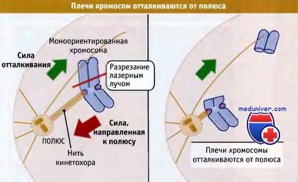 Конгрессия хромосом. Плечи хромосом. Если 1хромосома отстает во время конгрессии что это.