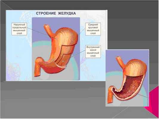 Желудок вырабатывает. Строение желудка 3 слоя. Строение мышечного слоя желудка. Мышечная оболочка желудка собаки.