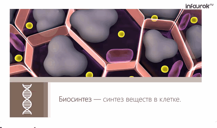 Пластический биосинтез белка. Синтез веществ в клетке. Биосинтез обмен веществ. Малые молекулы клетки. Пластический обмен трансляция.