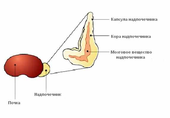 Строение над. Надпочечники животных. Надпочечники животных анатомия. Строение надпочечника собаки. Надпочечники внутреннее строение.