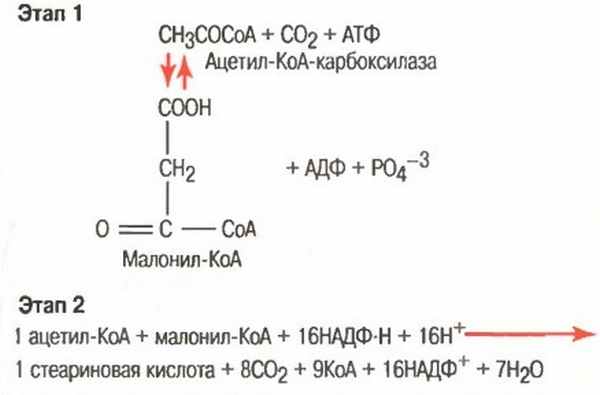 Первый искусственный синтез углеводов схема реакции