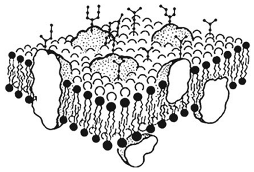Строение клеточной мембраны рисунок