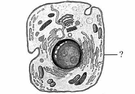 Все перечисленные признаки кроме двух используются для описания изображенной на рисунке органоида