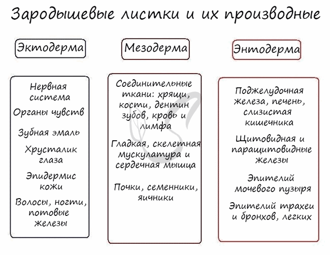 Зародышевые листки и их производные таблица с рисунками